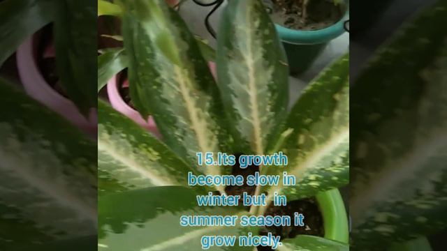 Important Things About Aglanema #aglaonema#aglaonemaplant| #varities#are|#tips#aglaonema Collection