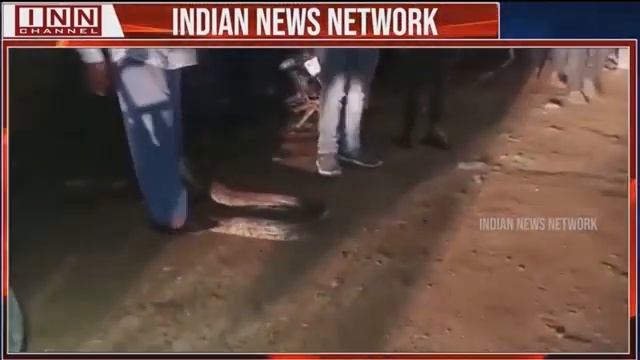 Locals capture 12-feet-long python near Mir Alam Tank смотреть онлайн