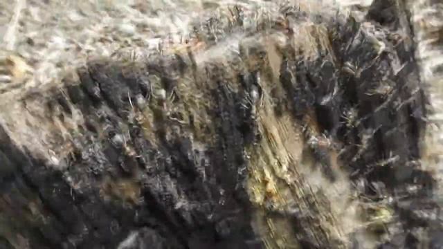 Фотоловушка ФИЛИН заработал! смотреть онлайн