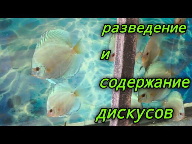 Весенние новости разведения Дискусов смотреть онлайн