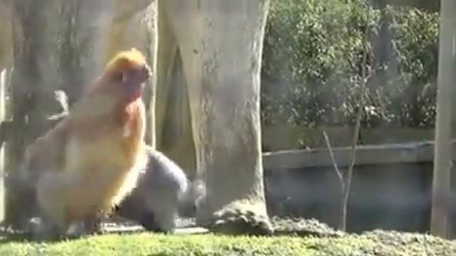 Amorous rabbit woos hard-to-get chicken! - Strange and weird animal romance. 84 смотреть онлайн