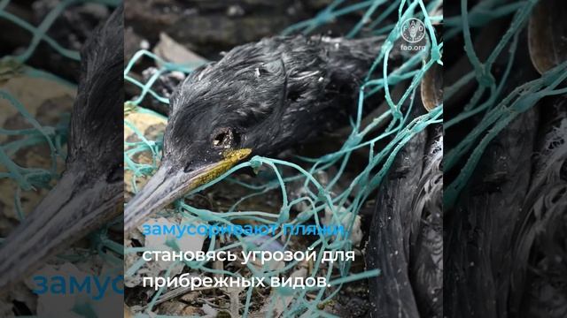 Как оставленные, утерянные или иным образом брошенные орудия лова разрушают морскую среду обитания смотреть онлайн