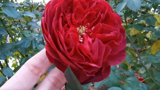 SCARLET BONICA ROSE Plant By Alain MEILLAND 2016 バラ スカーレットボニカ