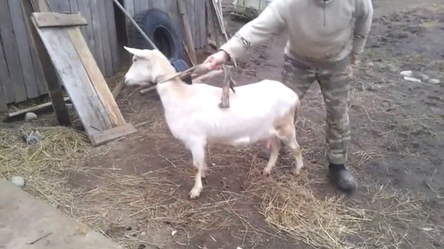 Мои зааненские козы (Беларусь, Борисов) Валенок