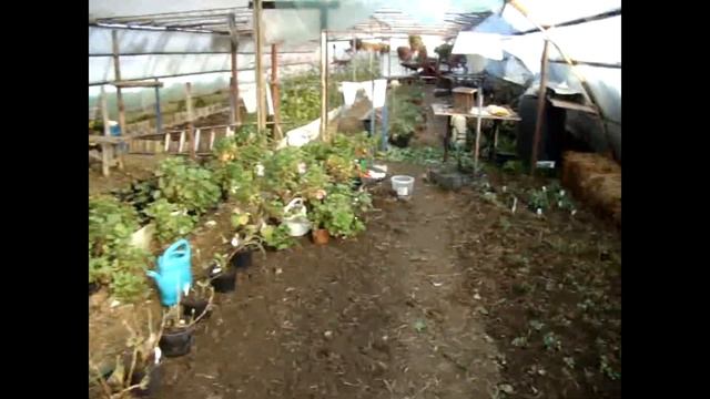 Что делать с хризантемой после срезки смотреть онлайн