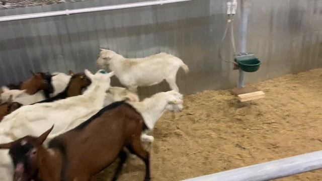 Альпийские и зааненские козы из Австрии в Кировской области смотреть онлайн