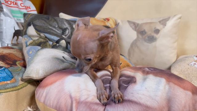 Эзотерическое пробуждение