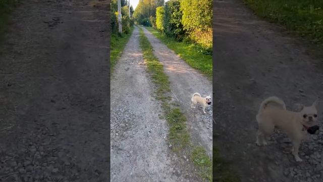 Как выглядит радость?! #dog #chihuahua #радость #дача #бабушка #дедмороз #дом #домашниеживотные смотреть онлайн