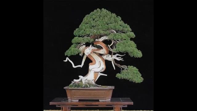 Cedrus atlantica 'Glauca' #5 смотреть онлайн