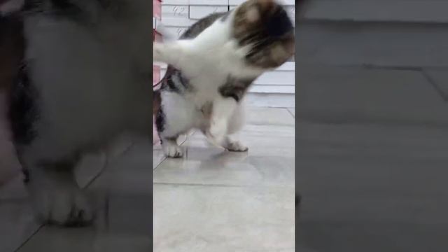 Abdulloh Domla - Mushukni Azoblash #abdullohdomla #maruzalarolami #uzbek