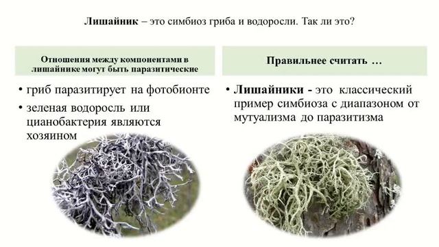 Интересное о лишайниках смотреть онлайн