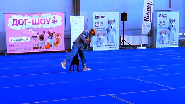 Гаврилова Алла - Чемпионат Санкт-Петербурга по кинологическому фристайлу 2019 смотреть онлайн