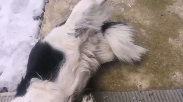 Отблагодарила Меня  своим Танцем).