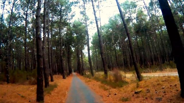 идеальная велодорожка в лесу и грунтовая дорога для авто! смотреть онлайн