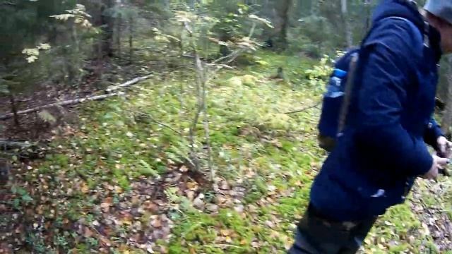 Грибы в Ленинградской обл. Закрытие сезона. Заморозки. Много красных и подберёзовиков. Сентябрь 201 смотреть онлайн