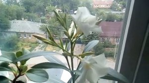 Олеандр - начало цветения