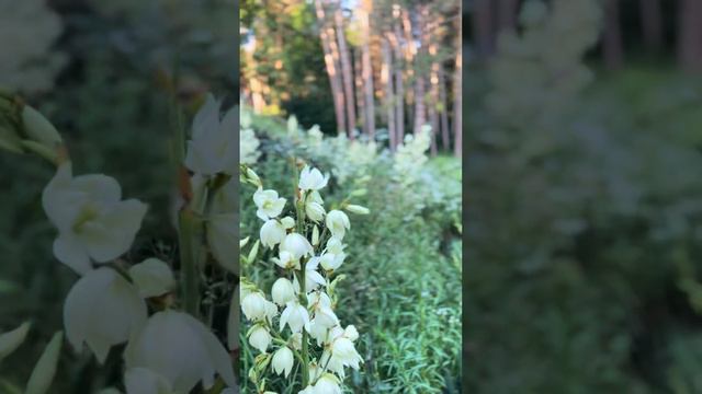 Красавица Юкка смотреть онлайн
