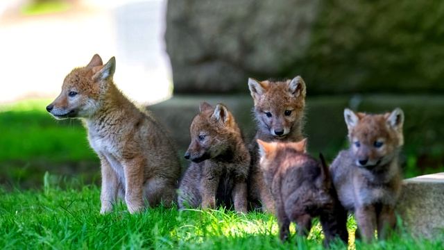 И даже волки могут стать друзьями, если к ним отнестись по-человечески...Реальные истории из жизни. смотреть онлайн
