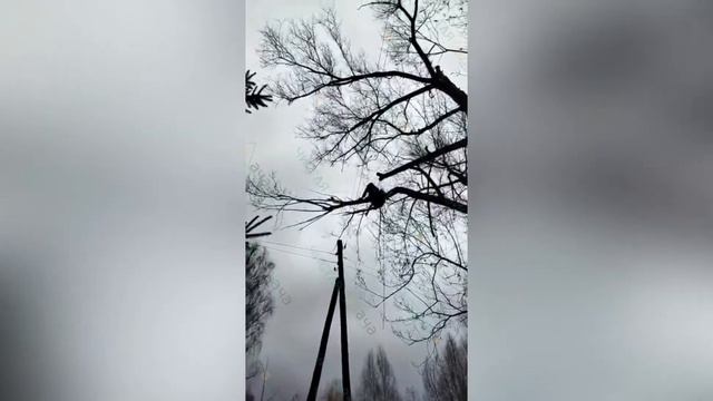 Спил ивы командой Чистая дача смотреть онлайн