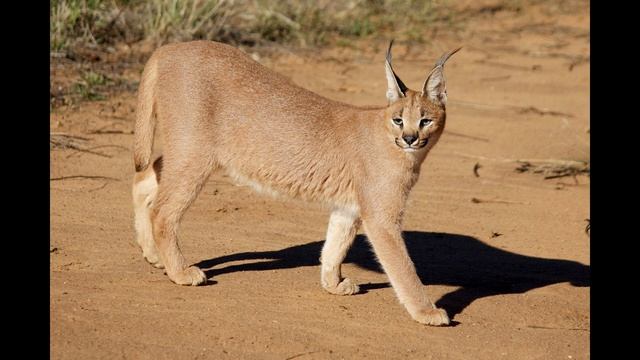 Голоса больших кошек Как рычат и мурлыкают самые большие кошки