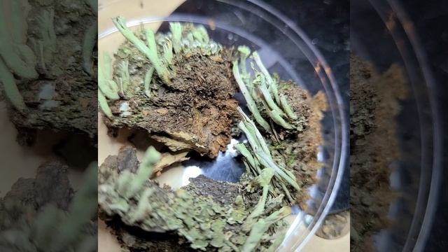 Cladonia Coniocraea, A Semi Common Lichen, Crested Butte, Colorado.