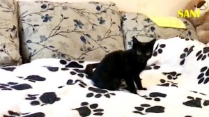 БРОСАЮ кошке ИГРУШКУ и она ее ПРИНОСИТ. Приколы с животными / SANI vlog