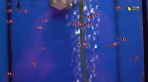 Экзоменю и легенда отечественной аквариумистики Владимир Ковалев. Большой выпуск