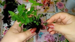 #Львиный зев. Пикировка рассады. 30 дней от посева семян.