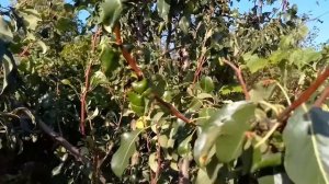 Обзор осеннего сорта груши Красавица Черненко или Русская красавица, сорт гигант.