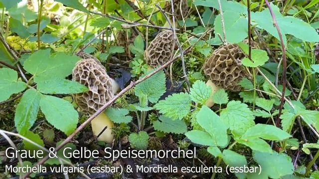 Mai-Rückblick | Gelbe & Graue Speisemorchel | Morchella vulgaris & Morchella esculenta | Morels 202 смотреть онлайн