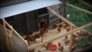 Куры на загородной даче особенности содержания и ухода