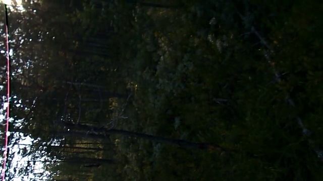 Сбор голубики смотреть онлайн