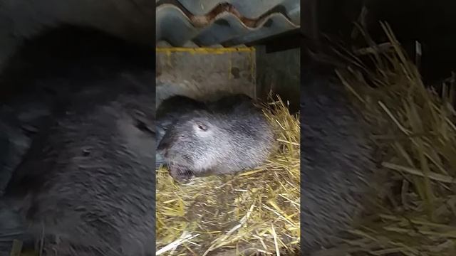 Кормление нутрий кашей. кормить смотреть онлайн