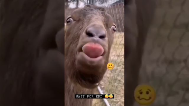 LAHORE DA PAWA AKHTAR LAWA IN FREE FIRE || FUNNY VIDEO FF || KONSA BEST HAI #short #shortsfeed смотреть онлайн