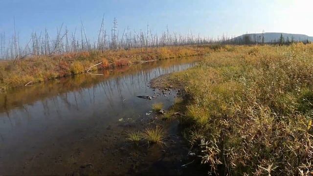 Отличный клев ленка и хариуса на одной из таежных рек Эвенкии!!! смотреть онлайн