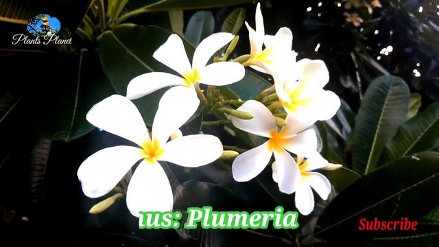 Plumeria Alba: The Temple Tree#TempleTree #PlantsPlanet #OrnamentalPlant #Plants #Cambodia #Laos