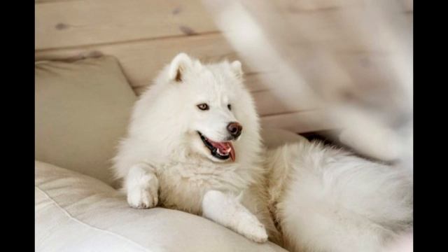 Порода собак Самоед - Описание смотреть онлайн
