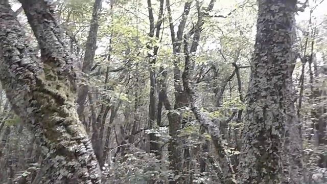 Пробковый дуб на дистанции сочинского рогейна смотреть онлайн