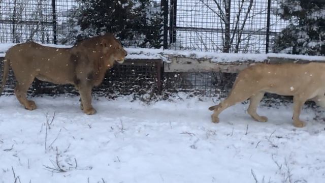 Как львы девочку спасли! Life of lions смотреть онлайн