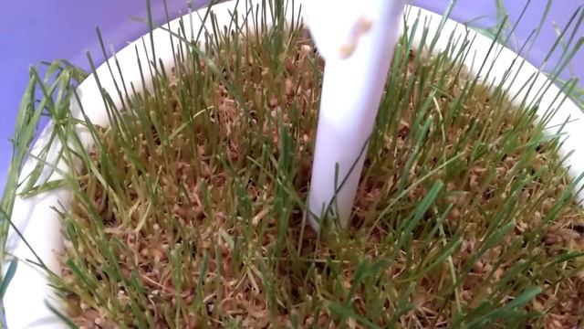 Витграсс - зелень пшеницы. Попытка получить второй урожай в автоматическом проращивателе спраутере. смотреть онлайн