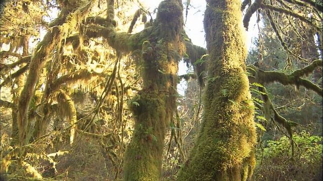 Olympic Rainforest. Тропический лес Олимпик смотреть онлайн