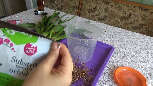 Burrageara Nelly Isler - Repotting in Bark Mix and Care Tips смотреть онлайн