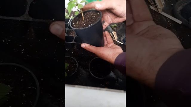 Перевалка саженца малины из кассеты в горшок 1л смотреть онлайн