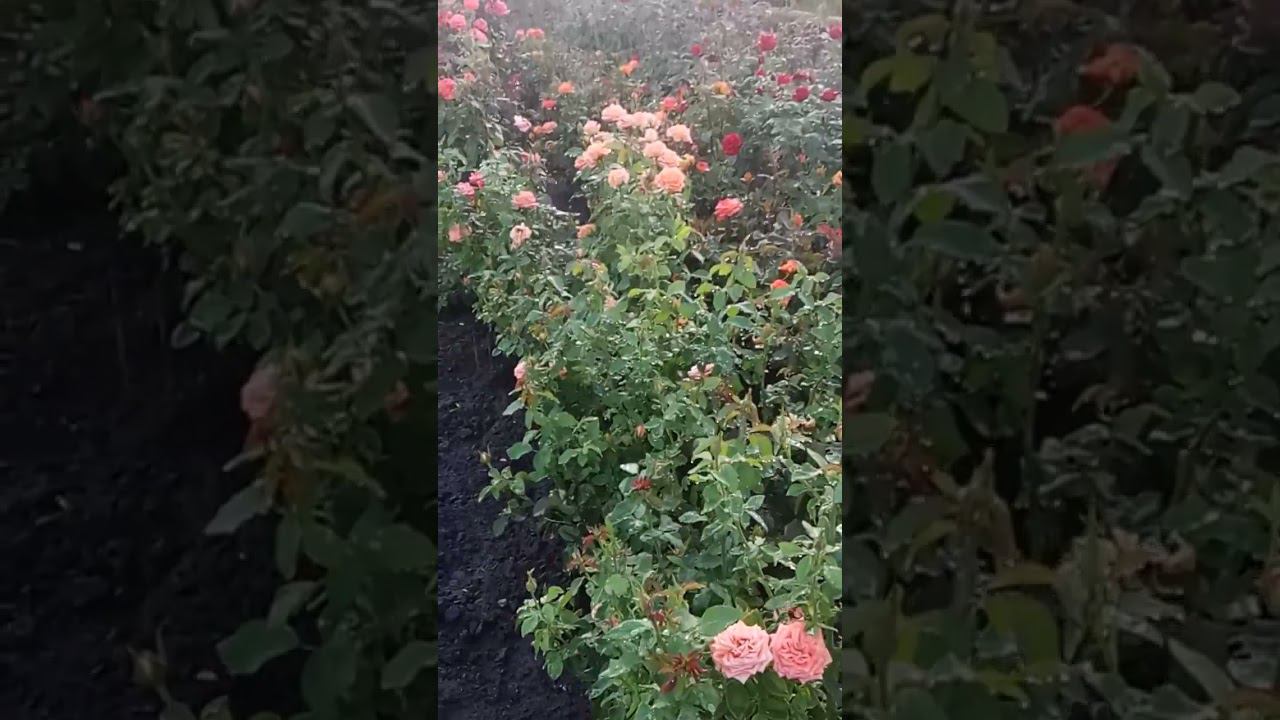 Эльдорадо @rose_bushes161 смотреть онлайн