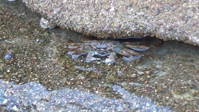 Животные Шарм эль Шейха смотреть онлайн