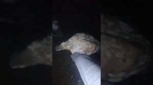 Цесарки и карликовые куры. Мои так называемые попугаи :)