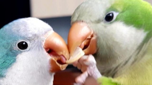 ЧТО ТЫ ХОЧЕШЬ?  УЧИМ ПОПУГАЯ ГОВОРИТЬ.  УНИВЕРСАЛЬНЫЙ УРОК ДЛЯ ПОПУГАЯ.