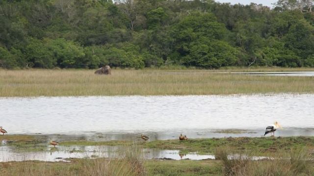 Вилпатту 2 индоман-инфо смотреть онлайн