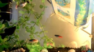 Купили новых рыбок/Заселение в аквариум/