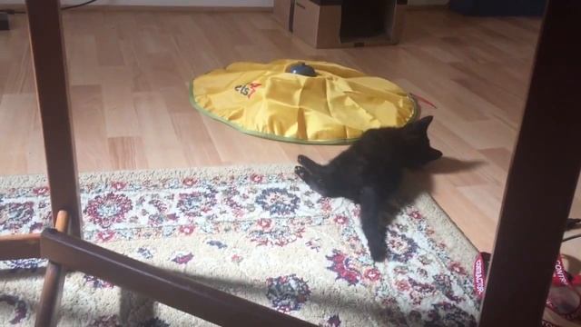 Соня и мышка под юбкой♥Воскресный позитивчик?? смотреть онлайн
